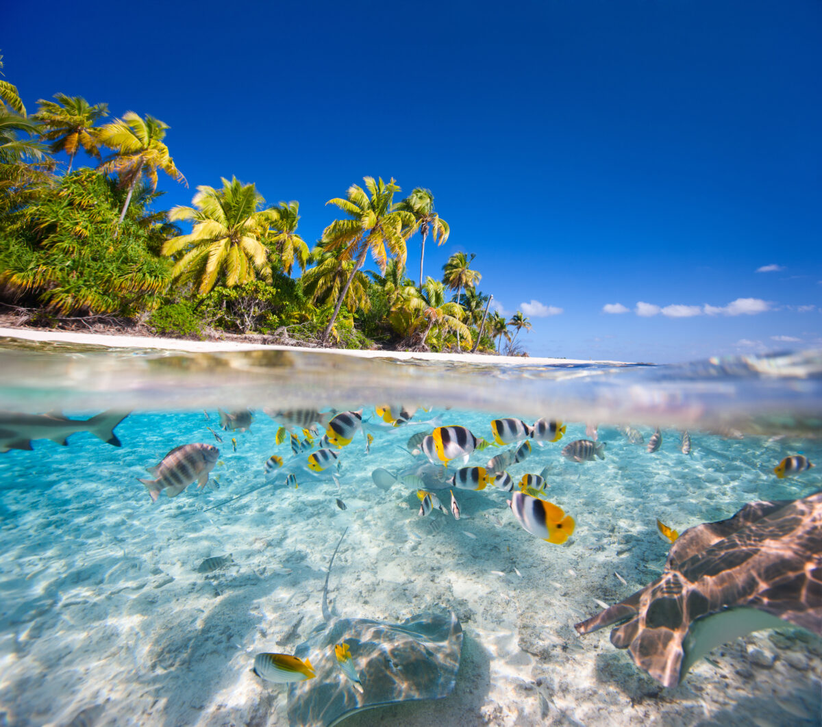 Oceania Caribbean Cruise